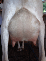 Parham Farms OM Adele First Freshening Udder