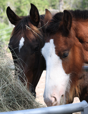 Doc and Louie are best friends