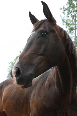 APHA's Doctor KD Lena - 12 years old