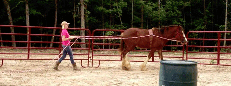 Parham Farms first Driving Horse
