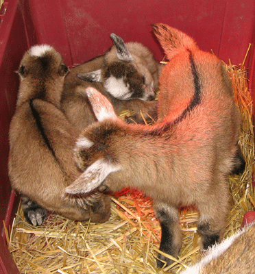 Cookie's Triplets