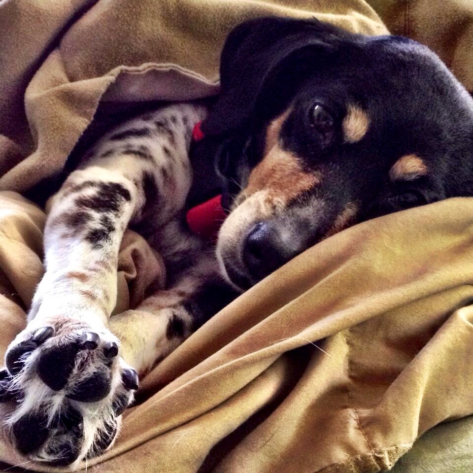 Lady, a little bit spoiled