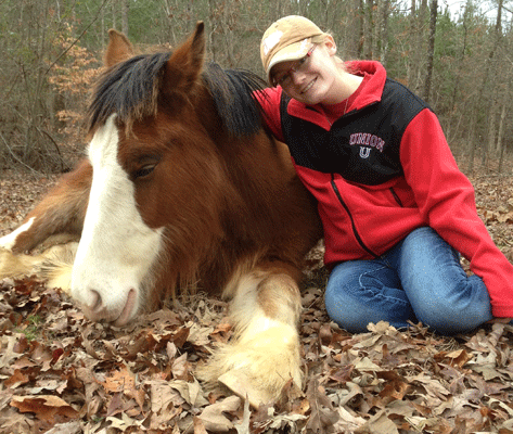 Clydesdale Breeders of the USA, Carothers Prince Louie - 15 months old