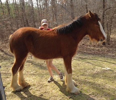 Clydesdale Breeders of the USA, Carothers Prince Louie - 16 months old