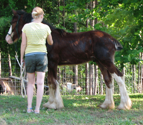 Clydesdale Breeders of the USA, Carothers Prince Louie - 7 months old