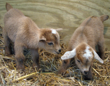 Dollop's Twins